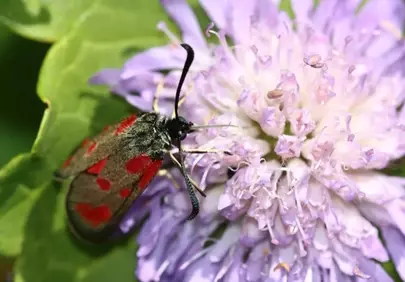 Vibrant Macro: Red-Winged Moth on Purple Flower