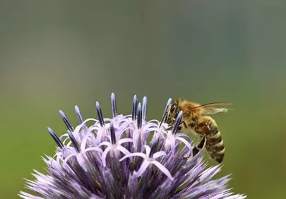 Vibrant Globe Thistle and Buzzing Bee: A Summer Macro Marvel