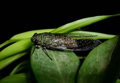 Stunning Macro Cicada: Intricate Nature's Beauty at Night