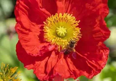 Vibrant Red Poppy: Bee's Sweet Pollination Dance