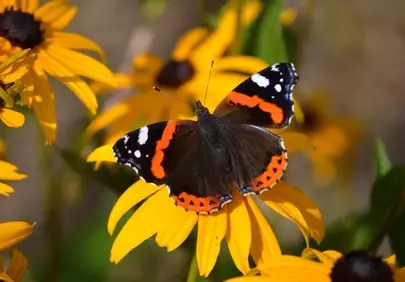 Vibrant Admiral Butterfly on Golden Coneflower