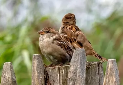 Charming Sparrows Perched: A Serene Countryside Moment