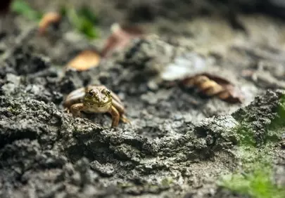 Enigmatic Forest Frog: A Glimpse into Wild Nature's Secret World