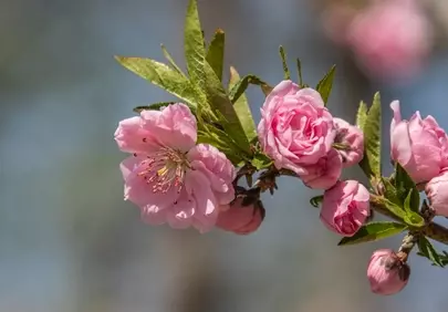 Vibrant Pink Peach Blossoms in Full Spring Bloom