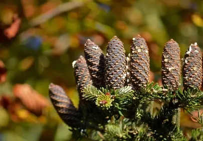 Vibrant Fir Cones: Nature's Winter Jewels Up Close