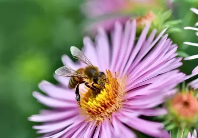 Vibrant Spring Macro: Bee Pollinating Pink Aster