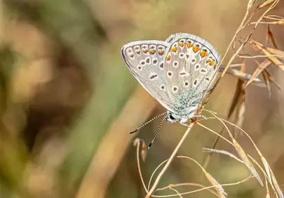 Stunning Macro of a Delicate Butterfly on Wild Grass