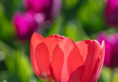 Vibrant Red Tulips: A Spring Garden's Blooming Macro Beauty