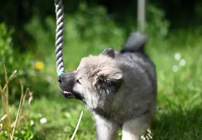 Adorable Gray Puppy Joyfully Playing with Rope in Garden
