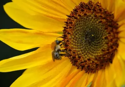 Vibrant Sunflower Buzz: Bumblebee Foraging Nectar
