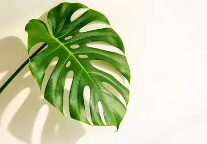 Vibrant Monstera Leaf: Modern Green Plant Decor with Natural Shadows