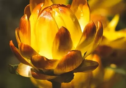 Vibrant Golden Hour Everlasting Daisy Close-up