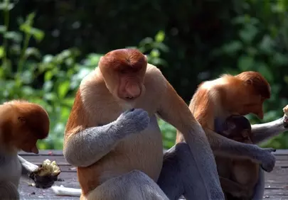 Enchanting Proboscis Monkey Family in Borneo's Lush Jungle