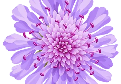 Vibrant Scabiosa Bloom: A Symphony of Purple Petals