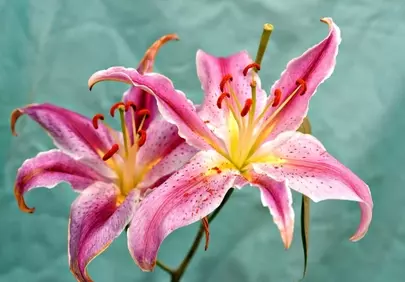 Vibrant Pink Lilies: Nature's Breathtaking Bloom