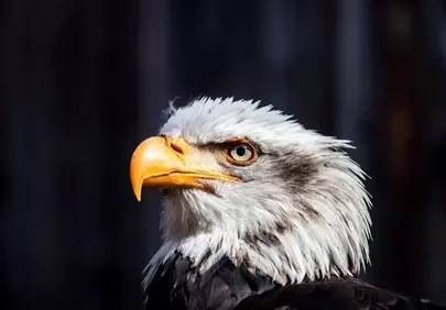 Majestic Bald Eagle Portrait: Nature's Fierce Gaze
