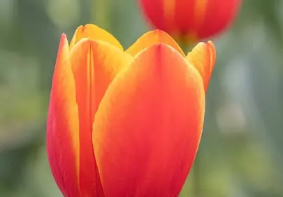 Vibrant Spring Tulip: A Symphony of Red and Yellow Bloom