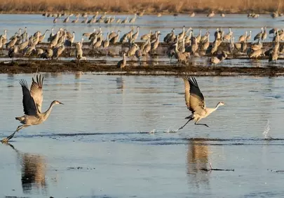 Majestic Sandhill Cranes Take Flight: Spring Migration Begins