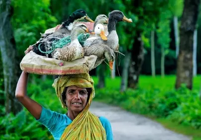 Vibrant Rural Life: Woman Transporting Ducks with Grace