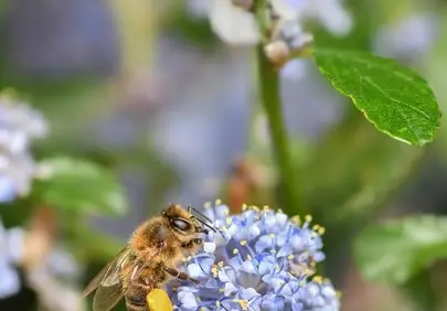 Vibrant Macro: Honey Bee Pollinating Lilac Flowers