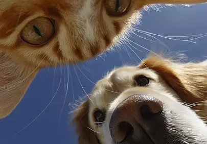 Adorable Duo: A Cat and Dog's Sunny Friendship