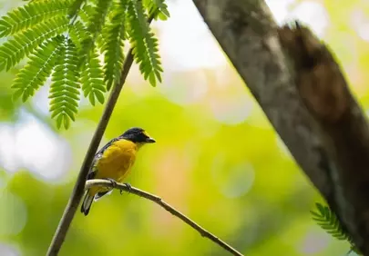 Vibrant Yellow and Black Bird Perched in Lush Green Nature