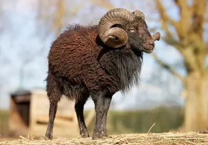 Majestic Black Ouessant Ram: Horned Beauty in Nature