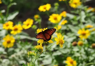 Vibrant Butterfly on Golden Blooms in Summer Garden