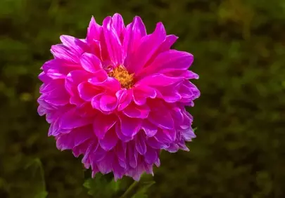 Vibrant Pink Dahlia Bloom: Nature's Summer Masterpiece