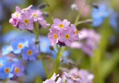 Vibrant Spring Meadow: Forget-Me-Nots in Full Bloom