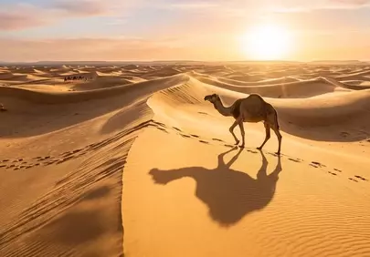 Breathtaking Sahara Sunset: Camel Trekking Golden Dunes