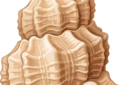 Exquisite Marine Shell: A Detailed Spiral Conch Illustration
