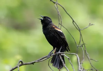 Vibrant Spring Serenade: Red-winged Blackbird in Full Song