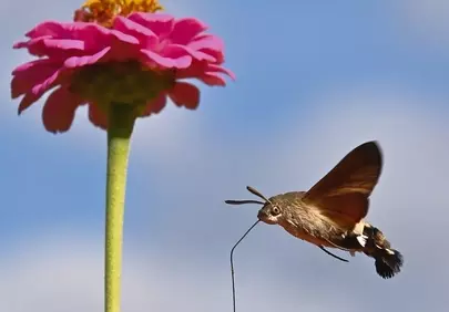 Hummingbird Hawk-Moth in Flight: Zinnia Pollination Macro