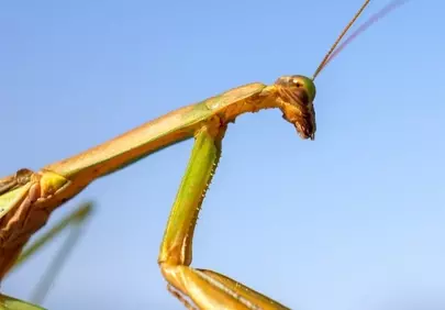 Striking Mantis: Macro Close-up Against Blue Sky