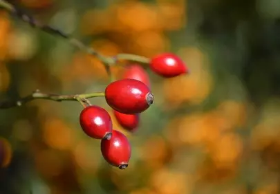 Vibrant Red Rosehip Berries: Autumn's Natural Gem