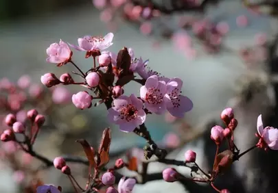 Stunning Pink Plum Blossom Macro: Nature's Delicate Awakening