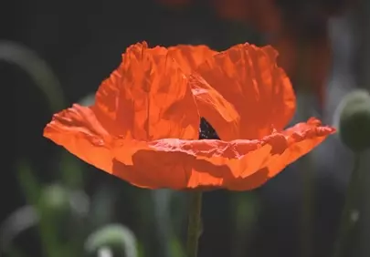 Vibrant Red Poppy: A Summer's Botanical Beauty