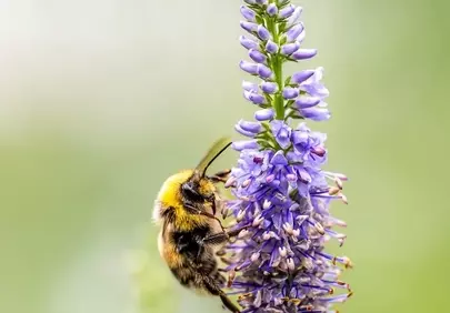 Vibrant Bumblebee on Lavender: A Summer's Delight