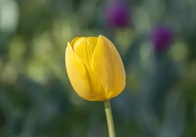 Vibrant Yellow Tulip: A Glimpse of Spring's Beauty