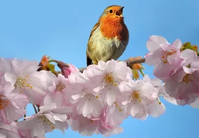 Chirping Robin on Cherry Blossoms: Spring's Vibrant Symphony