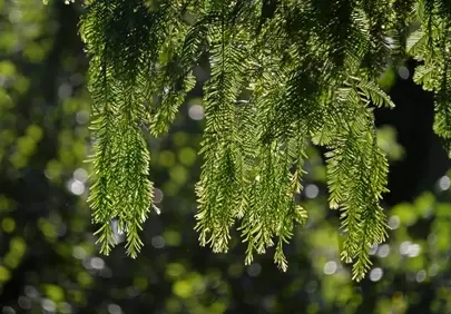 Vibrant Dawn: Metasequoia's Lush Green Glow