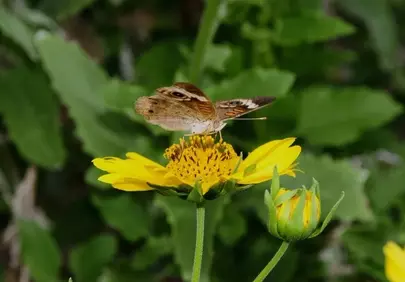 Vibrant Summer: Butterfly Pollinates Golden Wildflower