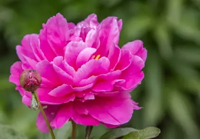 Vibrant Pink Peony Bloom in Lush Garden