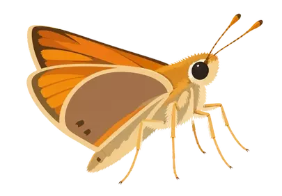 Vibrant Skipper Butterfly: A Digital Nature Illustration