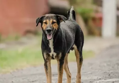 Charming Mixed-Breed Puppy Smiling Outdoors