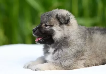 Adorable Fluffy Eurasier Puppy Resting Outdoors