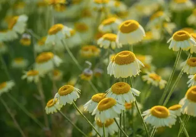 Vibrant Chamomile Field: A Sunny Spring Bloom