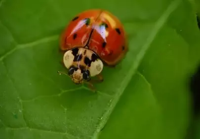 Vibrant Red Ladybug: A Macro Nature's Detail on Green Leaf