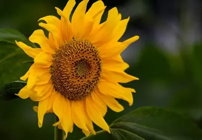 Vibrant Sunflower Close-up: Golden Petals and Green Leaves